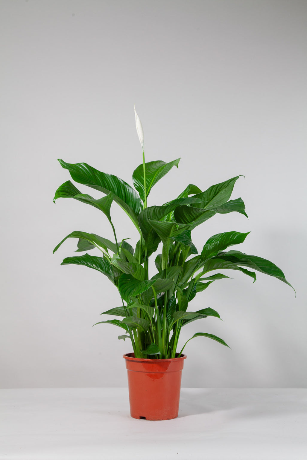 files/IndoorPlants-StudioShots13.11.2023-595.jpg